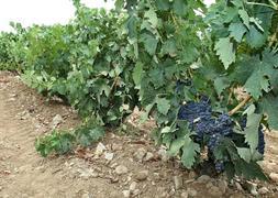 La maduración de la uva en la DOC Rioja se ralentiza por las lluvias