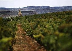 Viñedo en San Asensio, con la torre de la iglesia asomando entre las viñas en otoño. / JUSTO RODRÍGUEZ