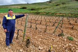 El viticultor Félix Navaridas, junto a los dos únicos postes que los ladrones no se llevaron por ser de madera. ::                         GASCO