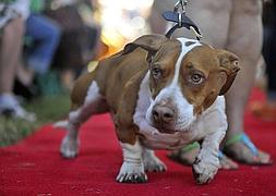 'Walle' coronado como el perro más feo del mundo