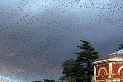 El Seminario y Corazonistas, uno de los tradicionales dormideros de estorninos en Logroño, sigue siendo lugar prioritario de actuación. ::                         JUAN MARÍN