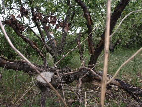 Los campos abandonados son caldo de cultivo para determinadas enfermedades. 