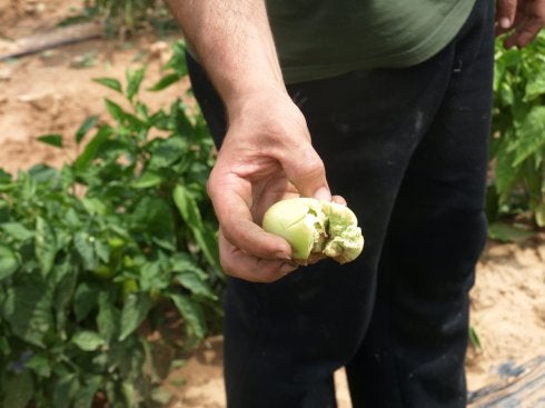 Pimientos y tomates, dos de los cultivos seriamente afectados por la tormenta del viernes. 