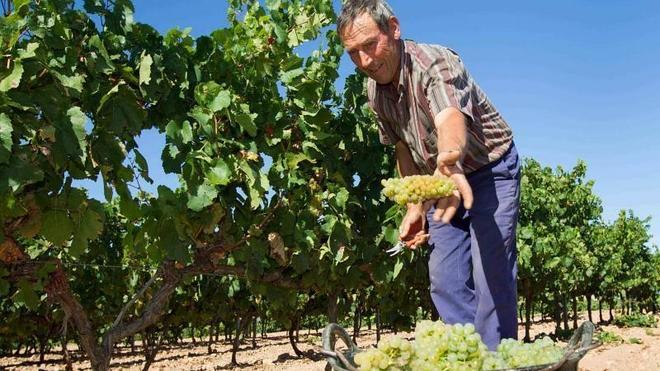 Rioja inicia la vendimia con expectativas de calidad en unos 430 millones de kilos