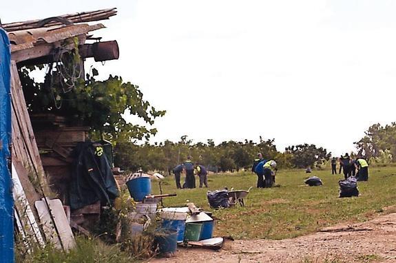 Agentes de la Guardia Civil y operarios municipales desbrozan la hectárea de cáñamo de Calahorra. 