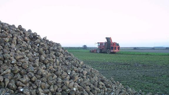 Cultivo de remolacha. 