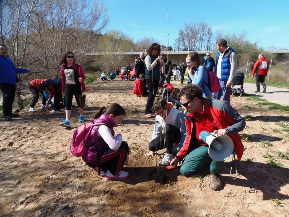 Los escolares arnedanos plantan 120 árboles  en el parque del Cidacos