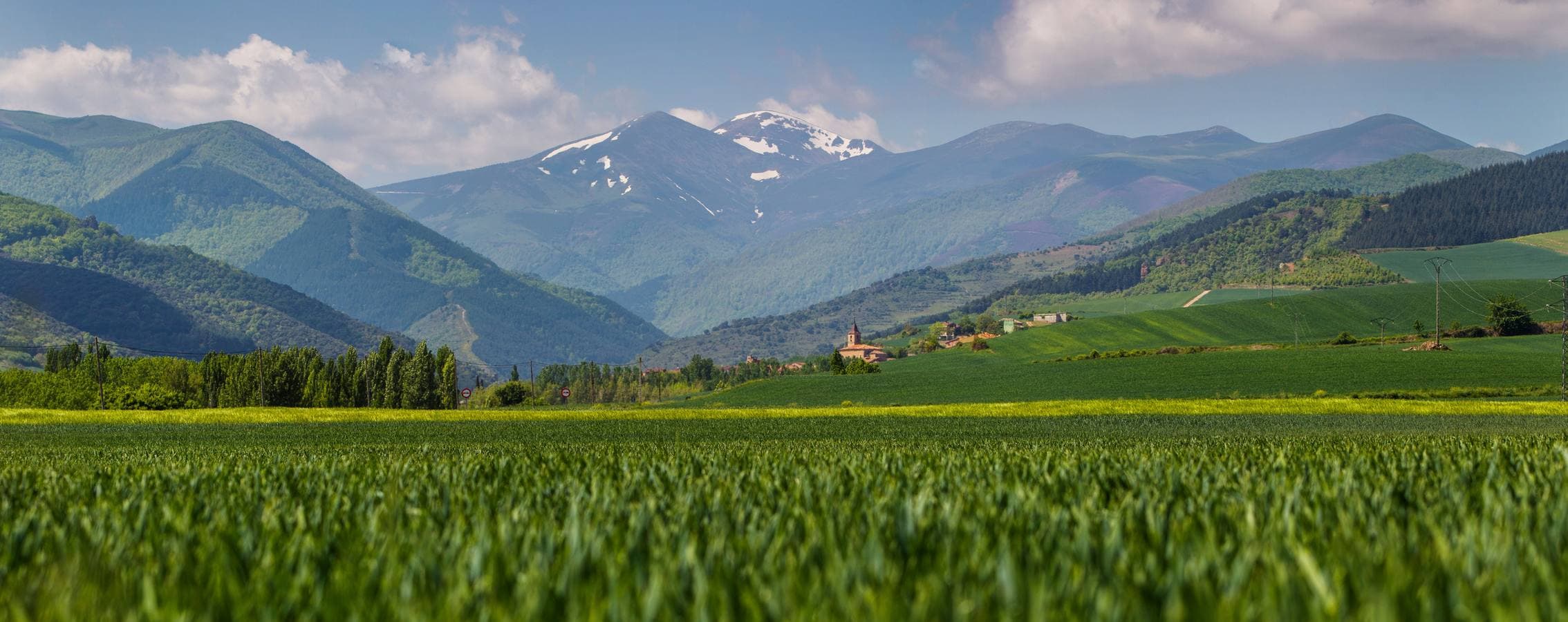 Paisaje riojano con el cereal en primer plano y el bosque al fondo. 