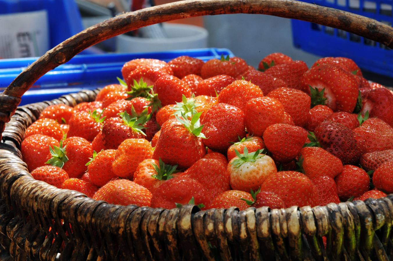 Las fresas son el origen dle estudio de los especialistas de Salamanca. 