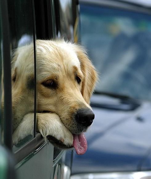 En Italia los perros deben llevar puesto el cinturón de seguridad