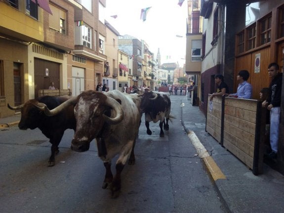 Encierro por las calles de Rincón de Soto este verano. :: M. Félez