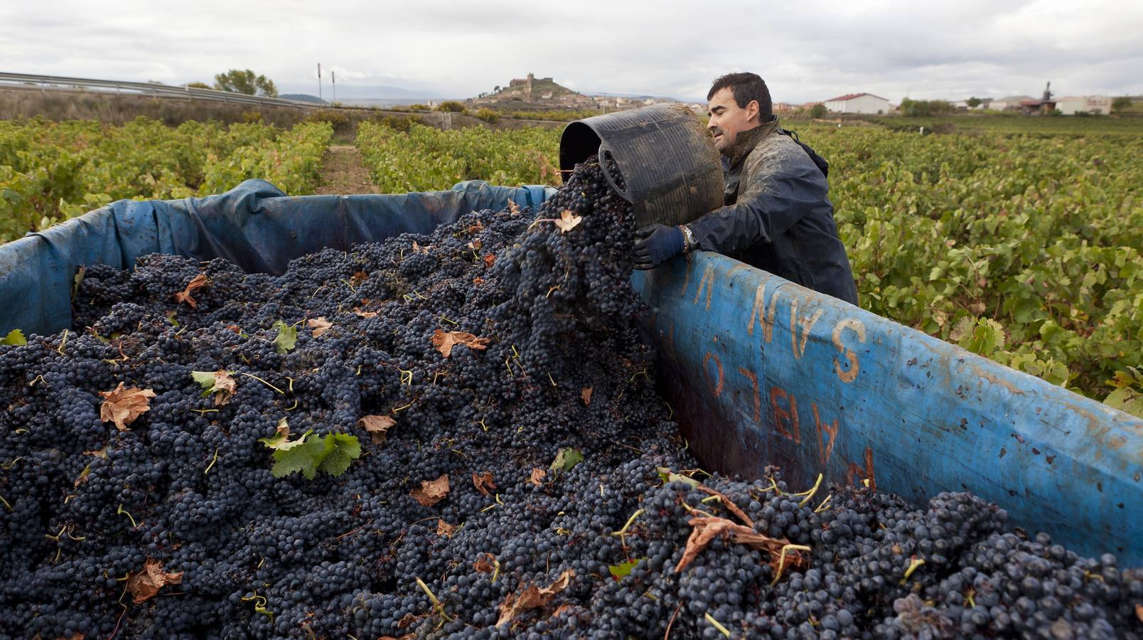 Rioja ha recogido ya 427 millones de kilos de uva de «muy buena» calidad