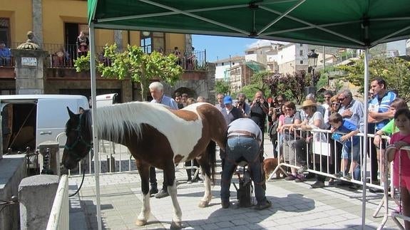 El público sigue de cerca el trabajo del herrador. 