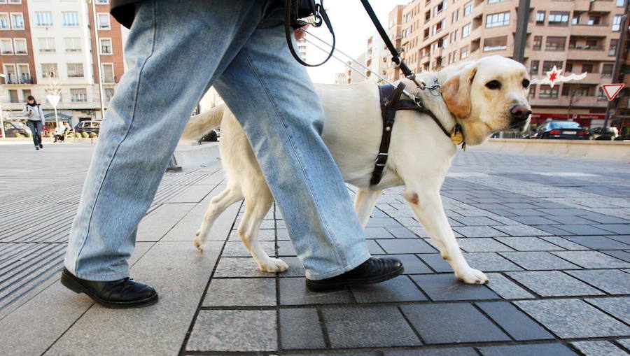 Un perro guía acompaña a un invidente. 