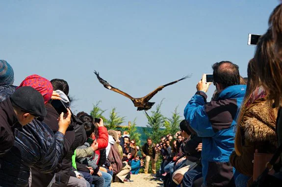 Los vuelos de las aves entre el público son una de las actividades más espectaculares del centro. :: t.r.