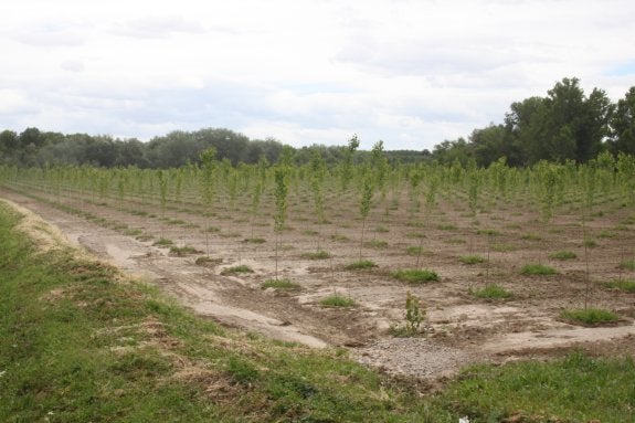 Chopera plantada en los sotos del Ebro. Medio Ambiente investiga la ocupación de 5.800 metros cuadrados de espacio protegido. :: E.P.