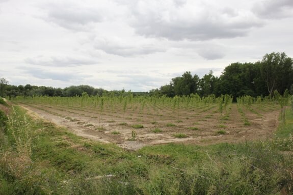 Chopera plantada en los sotos del Ebro en Alfaro. :: e.p.