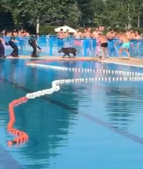 Un jabalí en las piscinas de Tomelloso