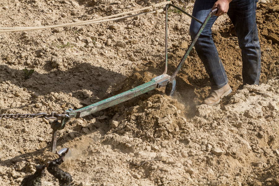 El Ministerio detecta un amumento del incremento de la productividad y la renta del sector agrícola. 