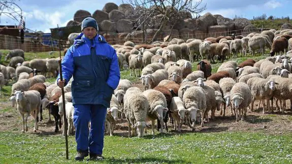 Un pastor conduce su rebaño de ovejas en busca de pastos. 