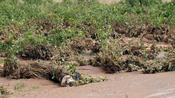 Plantación afectada por uan riada. 