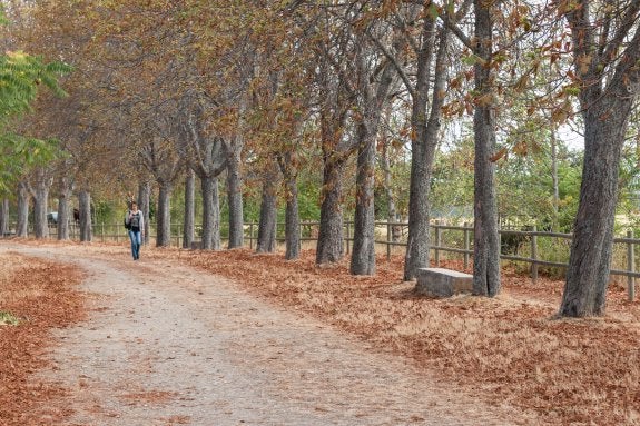 El paseo de Los Molinos de Santo Domingo,  ofrece una imagen  otoñal. :: albo