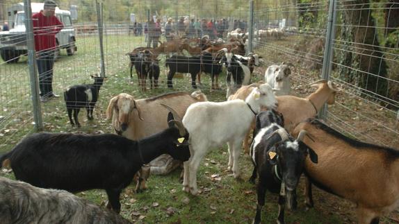 Cabaña caprina en una feria riojana. 