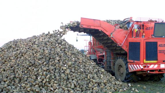 Recolección de la remolacha azucarera en el término de Bañares. 