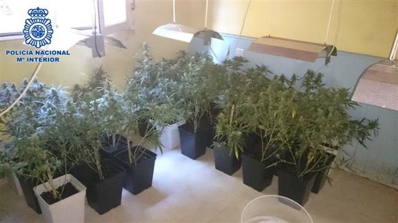 13 detenidos por cultivo y venta de marihuana en La Rioja