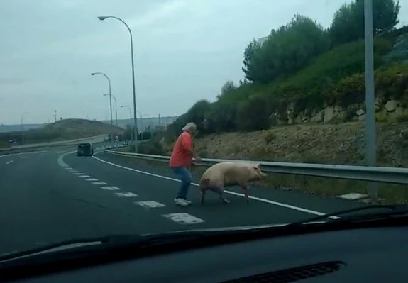 El cerdo y el hombre que lo seguía, ayer en la circunvalación. :: l.r.