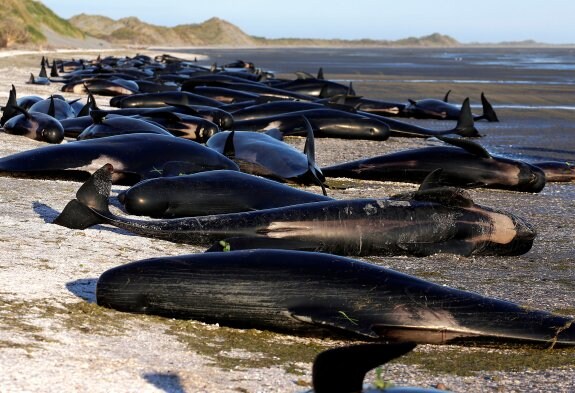 MUEREN CIENTOS DE BALLENAS VARADAS EN NUEVA ZELANDA