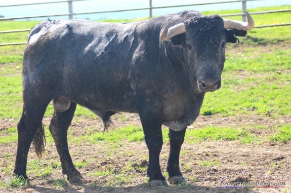 Victorino debuta hoy en Arnedo con una corrida de tres cinqueños
