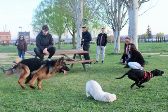 Unos jóvenes pasean a sus perros en el parque El Mazo de Haro durante la tarde de ayer sábado. :: D.M.A.