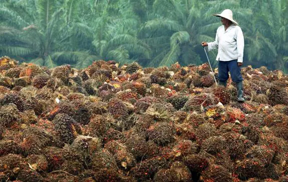 Un trabajador de una factoría de aceite de palma en Malasia, sobre una pila de frutos de los que se extrae el aceite. :: reuters