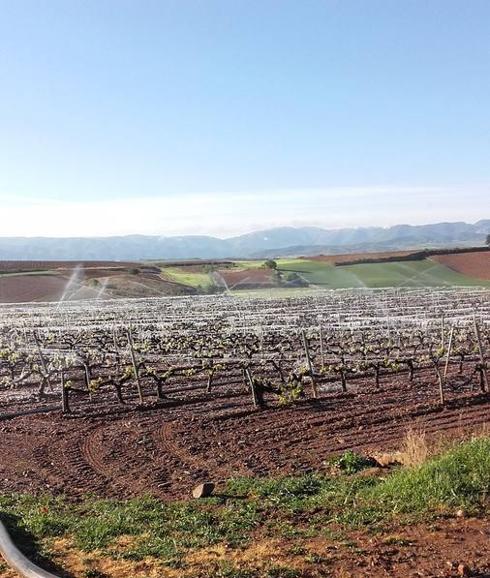 Temor a los daños en el viñedo en La Rioja Media y Alta tras la fuerte helada nocturna