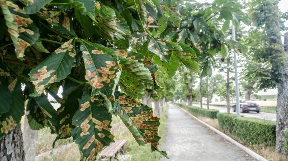 Imagen de unas hojas de castaños de indias del paseo de La Carrera afectadas por la larva, ayer . :: albo