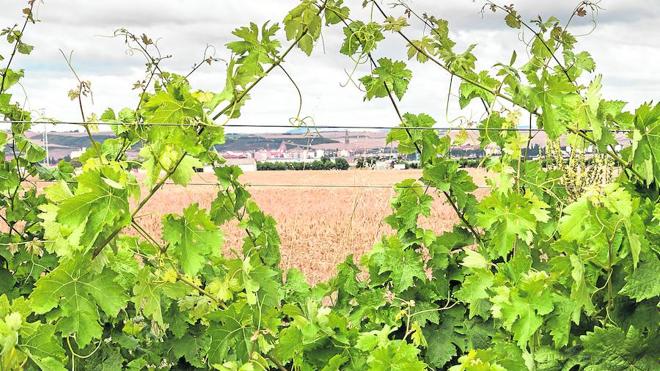 El Consejo Regulador rechaza incluir a Santo Domingo en la DOC Rioja