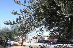 Olivos que brotan en el aparcamiento contiguo al complejo polideportivo Aqualar. / DÍAZ URIEL