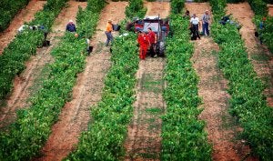 La vendimia se generalizará a partir de mañana en La Rioja. En la imagen, vendimiadores, el jueves, en una de las fincas de Marqués de Murrieta en el término logroñés de Ygay. / JUSTO RODRÍGUEZ