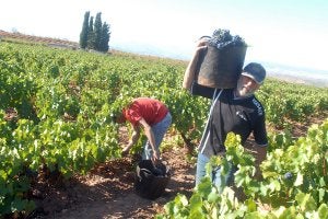 Las condiciones climáticas favorecieron una buena vendimia. /ALFREDO IGLESIAS