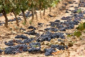 Uvas en el suelo en una finca de Cenicero, tras las pasada vendimia. ::
E. DEL RÍO