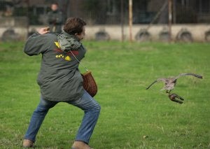 Luis Lezana en plena maniobra de vuelo de rapaces, ayer, en el Seminario. ::                             JUSTO RODRÍGUEZ