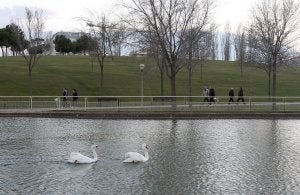 Dos cisnes nadando, ayer, en el parque de San Miguel. ::                             JUAN MARÍN