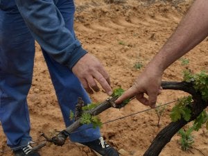 Cazadores y agricultores, satisfechos tras el acuerdo con Agroseguro