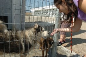 El 'husky', en la perrera // D.M.A.
