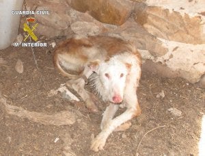 Los animales presentaban mal estado general. ::
G.C.