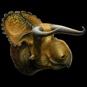 Recreación del nasutoceratops. ::
R. C.