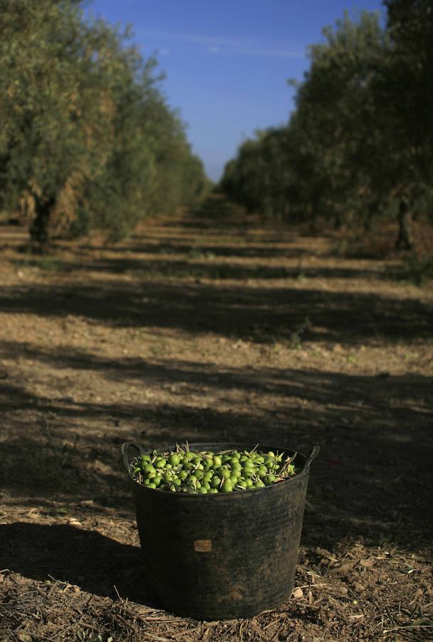 Las lágrimas de los olivos