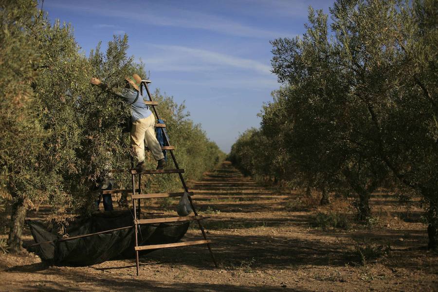 Las lágrimas de los olivos