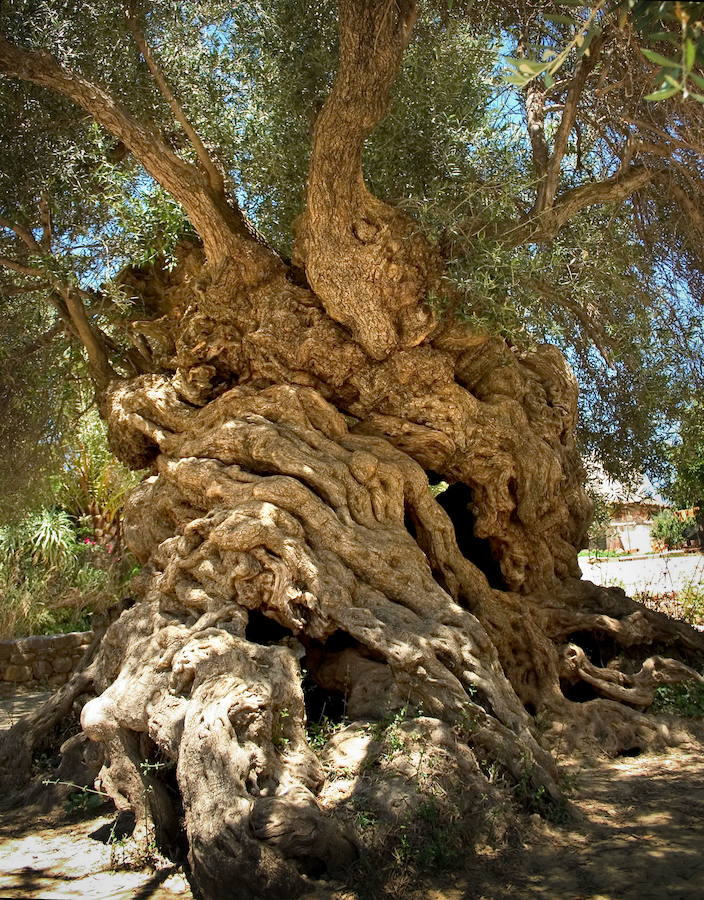 Las lágrimas de los olivos